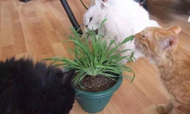 猫我想知道为什么要吃草？科学家：吃植物是一种本能 易于进化！(图1)