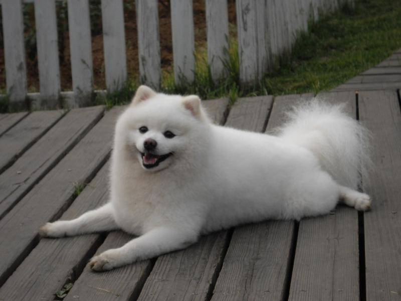 什么呢狗智商高了？请记住边牧和比特(图2)