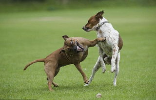 狗狗异食癖的症状及防治(图1)