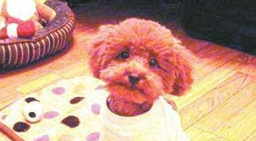 狗狗异食癖的症状及防治(图2)