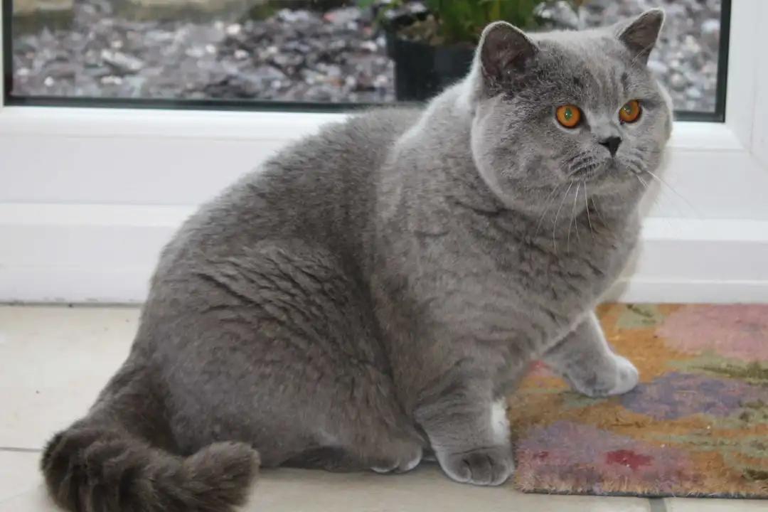 主人去外地出差将蓝猫领养宠物店 回来时不停地咬她 一边喵呜喵呜的哭(图1)