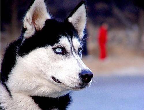 如何能养好哈士奇 是需要特别注意看看这几点就足够了(图3)