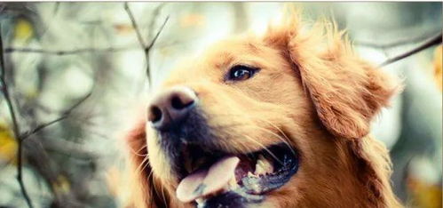 该如何一直照顾哺乳期的母犬和犬仔及怀孕期的母狗(图2)