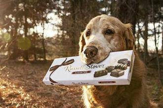 为什么狗不能不能吃巧克力 后果真有很严重(图3)