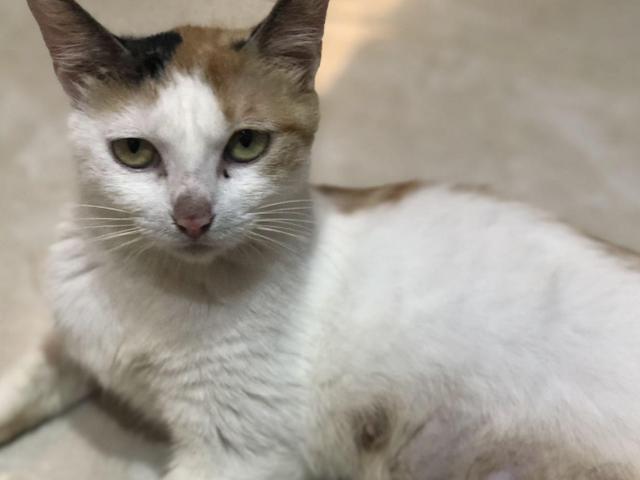 流浪猫在宠物店歇凉 却被店员捉再去做绝育 猫咪：我只不过是蹭个空调(图1)