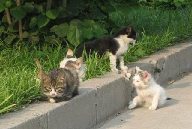 流浪猫在宠物店歇凉 却被店员捉再去做绝育 猫咪：我只不过是蹭个空调(图2)