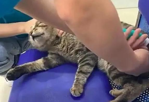 流浪猫在宠物店歇凉 却被店员捉再去做绝育 猫咪：我只不过是蹭个空调(图3)