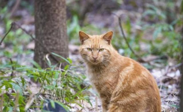 流浪猫在宠物店歇凉 却被店员捉再去做绝育 猫咪：我只不过是蹭个空调(图5)