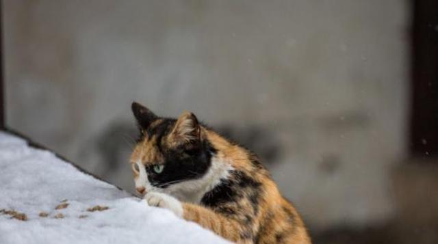 流浪猫在宠物店歇凉 却被店员捉再去做绝育 猫咪：我只不过是蹭个空调(图4)