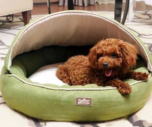 如何健康有效的为狗狗除异味(图2)