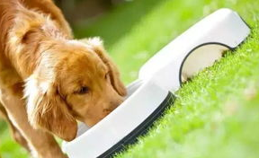 如何健康有效的为狗狗除异味(图1)