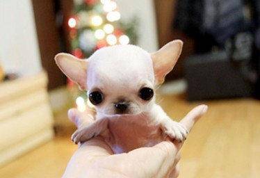 吉娃娃什么时候立耳 正常情况全是这时候(图1)