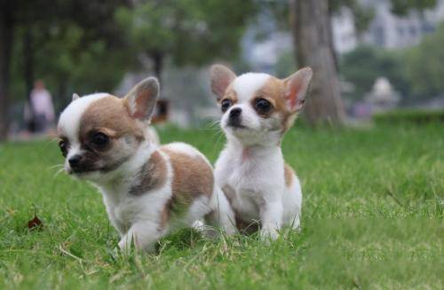 吉娃娃什么时候立耳 正常情况全是这时候(图2)