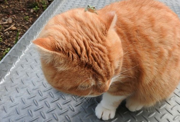 遇劫匪一只小青蛙 猫咪本想和它玩的 结果青蛙突然之间看不见了(图2)