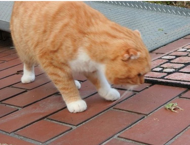 遇劫匪一只小青蛙 猫咪本想和它玩的 结果青蛙突然之间看不见了(图1)