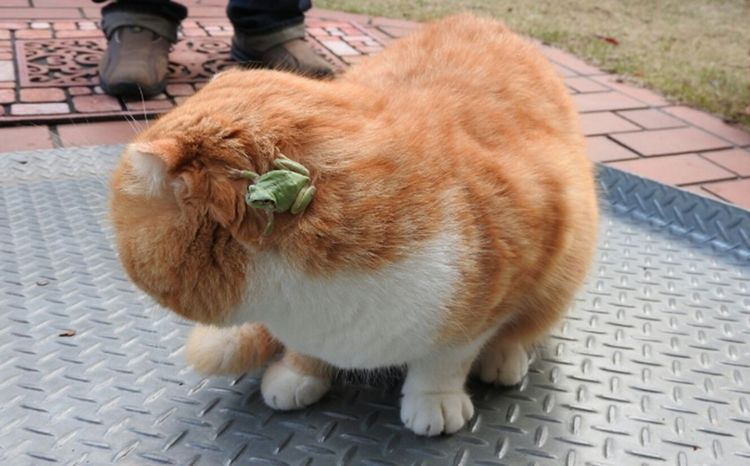 遇劫匪一只小青蛙 猫咪本想和它玩的 结果青蛙突然之间看不见了(图3)