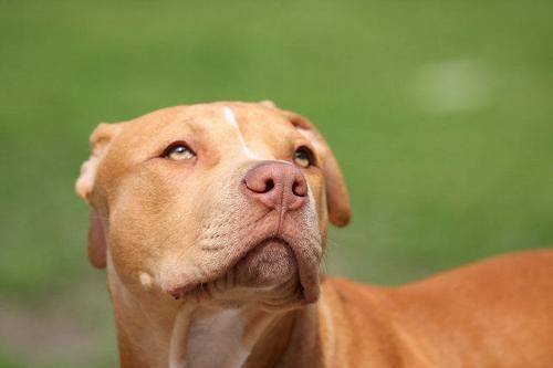 比特犬有哪几种 按标准来说那是这几种(图1)