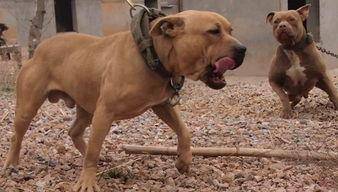 比特犬有哪几种 按标准来说那是这几种(图3)