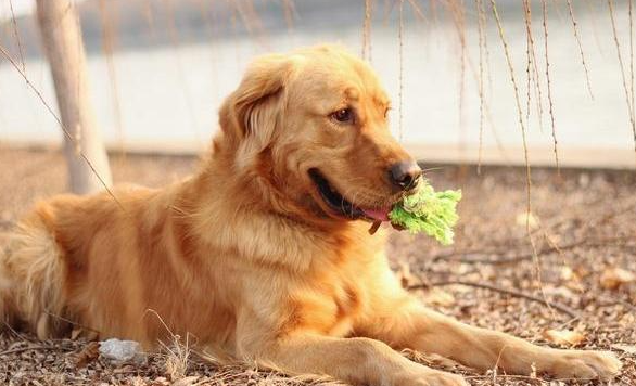 狗狗体外驱虫多久之后四次最合适呢？(图2)