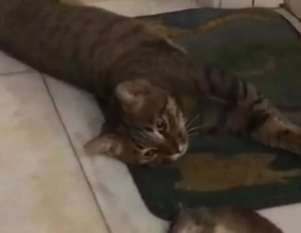 男子救下狸花猫 猫咪为了救命之恩恩情 一天还给他意外“惊喜”(图2)