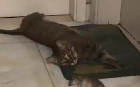 男子救下狸花猫 猫咪为了救命之恩恩情 一天还给他意外“惊喜”(图1)