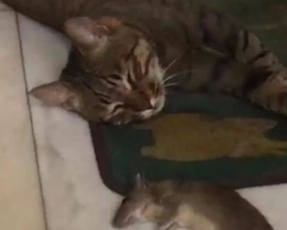 男子救下狸花猫 猫咪为了救命之恩恩情 一天还给他意外“惊喜”(图3)