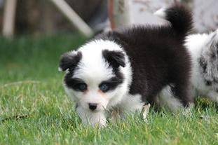 边牧一天吃的量狗粮 根据年龄这样来算(图1)