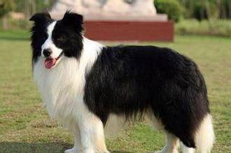 边牧一天吃的量狗粮 根据年龄这样来算(图3)