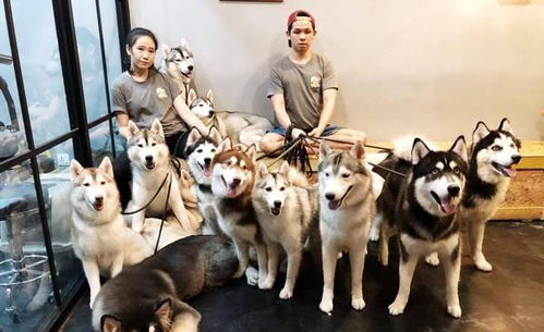 为么宠物狗狗哈士奇爱睡觉？(图2)