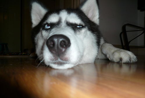 为么宠物狗狗哈士奇爱睡觉？(图1)