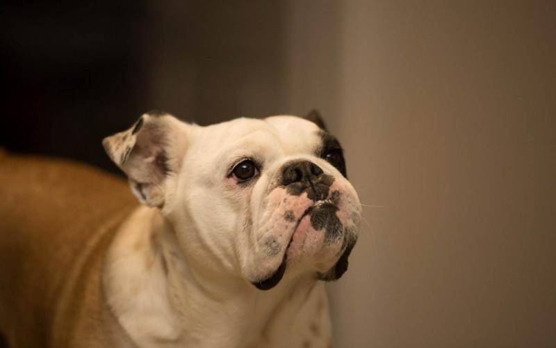 英国斗牛犬去打架厉害吗？别看它身型小(图3)