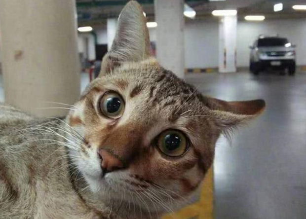 猫咪兼任停车场做兼职 一天「探头收费」萌爆(图1)