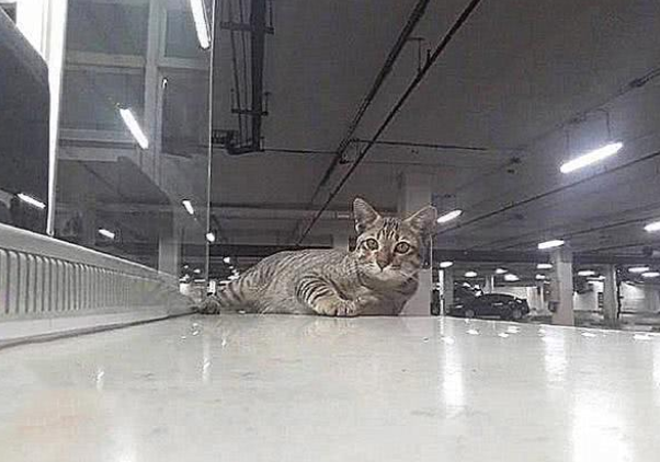 猫咪兼任停车场做兼职 一天「探头收费」萌爆(图2)