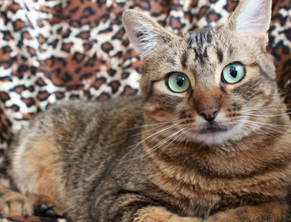 猫咪兼任停车场做兼职 一天「探头收费」萌爆(图3)