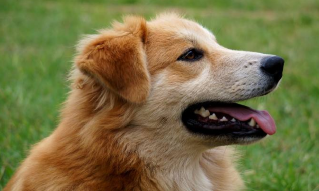 刚蛇宝宝小狗一夜不喂可以不吗？(图1)