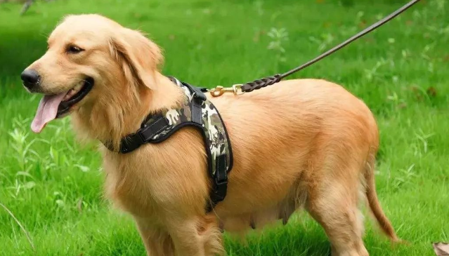 刚蛇宝宝小狗一夜不喂可以不吗？(图2)