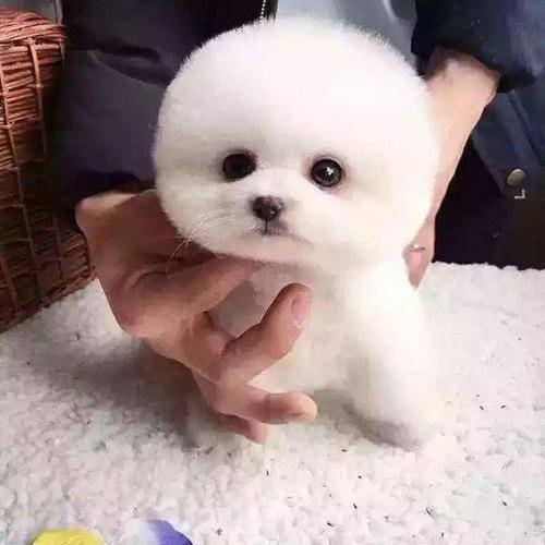 博美和俊介的区别 那些区别那就很很明显的(图2)