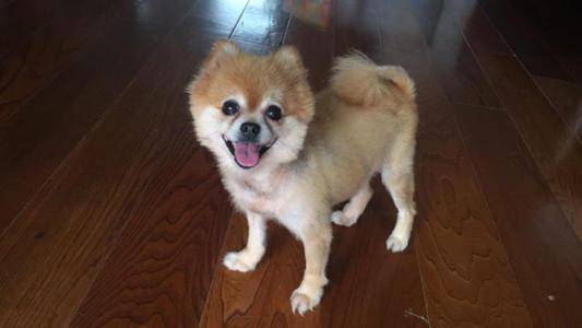 博美和俊介的区别 那些区别那就很很明显的(图3)