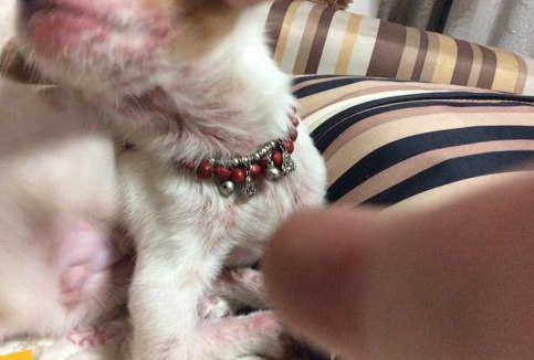 犬的钱癣症状及治疗方法(图1)