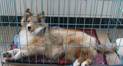 犬的钱癣症状及治疗方法(图2)