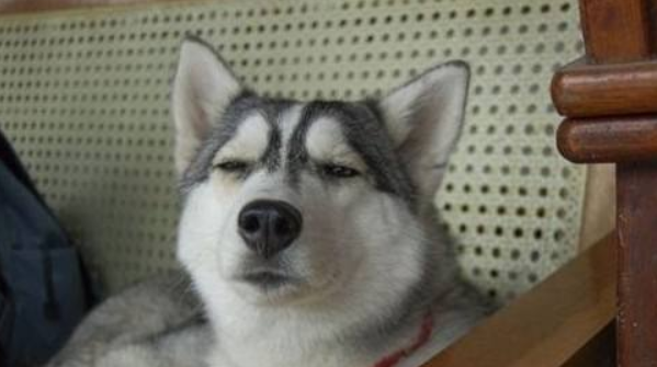 哈士奇是怎么来的 一般说来一讲它的身世(图1)