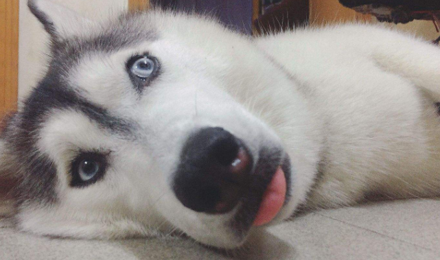 哈士奇是怎么来的 一般说来一讲它的身世(图2)