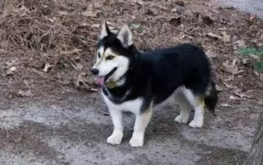 哈士奇是怎么来的 一般说来一讲它的身世(图3)