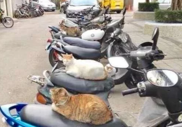 当一群流浪猫 一职起“看车管家” 我依旧不用什么遥控锁车了(图1)