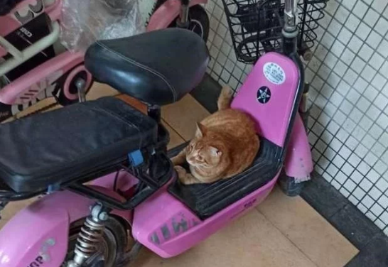 当一群流浪猫 一职起“看车管家” 我依旧不用什么遥控锁车了(图2)