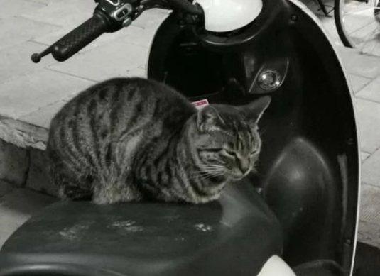当一群流浪猫 一职起“看车管家” 我依旧不用什么遥控锁车了(图3)