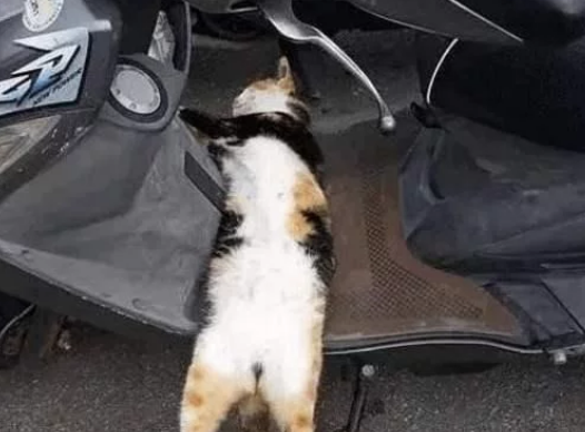 当一群流浪猫 一职起“看车管家” 我依旧不用什么遥控锁车了(图5)