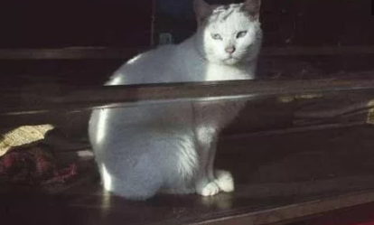 当一群流浪猫 一职起“看车管家” 我依旧不用什么遥控锁车了(图4)