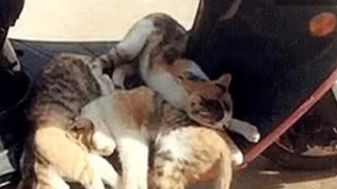 当一群流浪猫 一职起“看车管家” 我依旧不用什么遥控锁车了(图6)