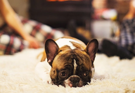 狗特别怕冷吗？咋照顾好怕冷的狗狗？(图1)